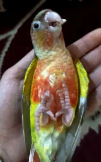 گرینچیک فول دستی