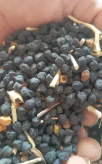 نخود سیاه