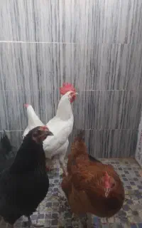 مرغ یک خروس