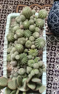 کاکتوس