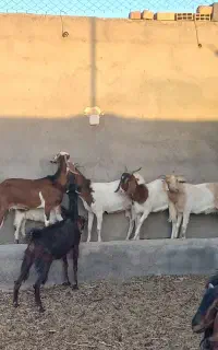 فروش میش وبره بز وبزغاله