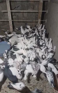 کبوتر طوقی