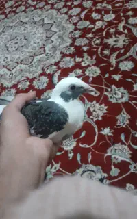جوجه‌ابلغ