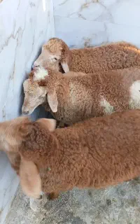 بره درجه۱ ۳تاش ۳۷ملیون