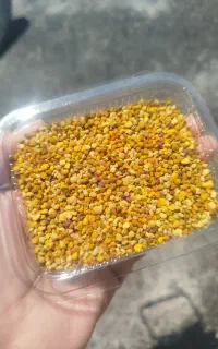 گرده گل زنبور عسل
