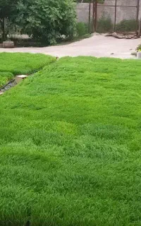 فروش بذر هاشمی
