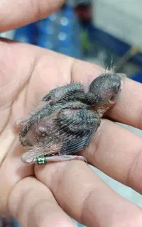 جوجه سهره قناری شاتخم