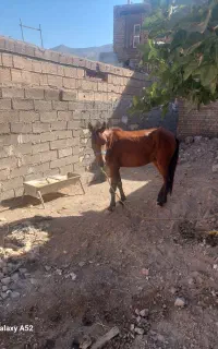اسب