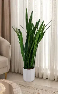 گل سانسوریا