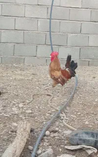 خروس برای فروش