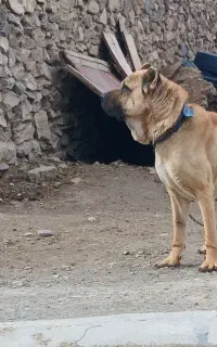 واگذاری سرابی ۴ساله ازنسل بزسرخاب