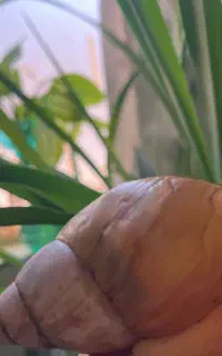 فروش حلزون آچاتینا