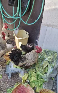خروس محلی دورگه خارجی