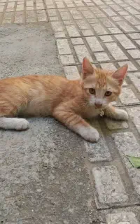 واگذاری بچه گربه dsh