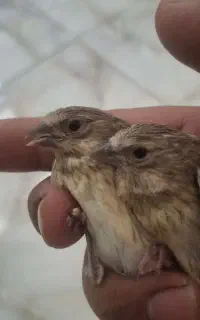 جوجه سهره قناری  کال