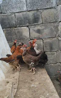 جوجه
