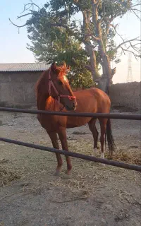 اسب ماده