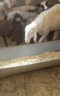 بز محلی  ،دورگ سانن و دورگ پاکستانی در سیرچ