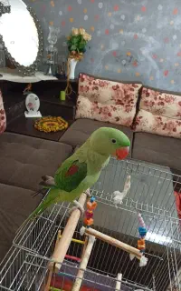 جوجه شاه طوطی اسکندر