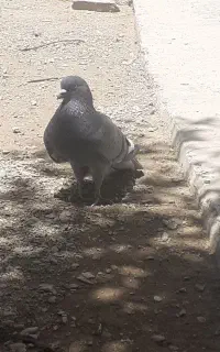 کبوتر