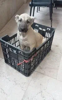 توله سراب اصیل