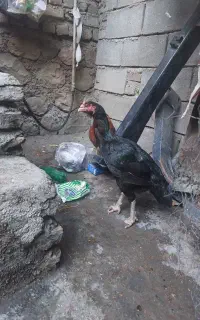 مرغ