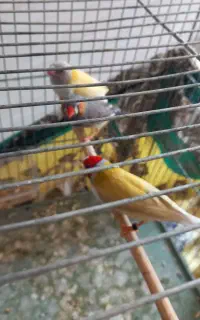 فنچ گلدین