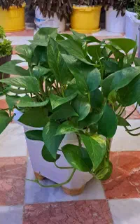 گل خانگی وشاداب