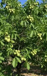 امورهرس پایه گذاری