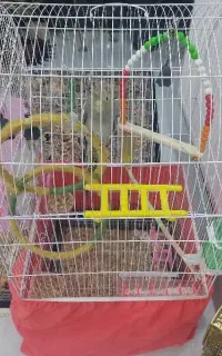 عروسی هلندی گمشده