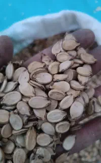 تخمه هندوانه دریجه یک یک قیمت توافقی