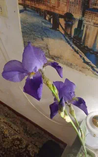 تعدادی گل زنبق