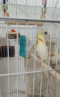 عروس هلندی نر لوتینو