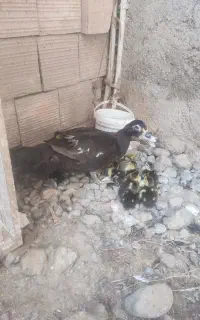 ده عدد جوجه اردک مسکویی درشت