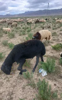 گوسفند ییلاقی مخصوص قربانی