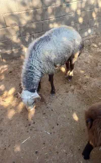 قوچ یک سال