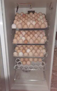 دستگاه جوجه کشی