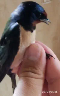 کودسفید فروش