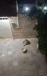 سگ پیداشده