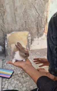 خرگوش خوشکل