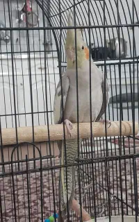 عروس هلندی