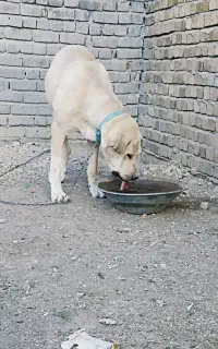 ماده پژدر درجه یک