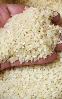برنج کامفیروزی