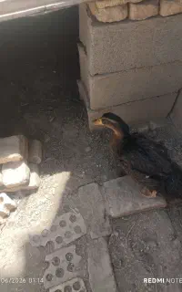 اردک چهارماهه