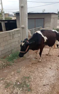 گاو هلشتاین آبستن 8ماه