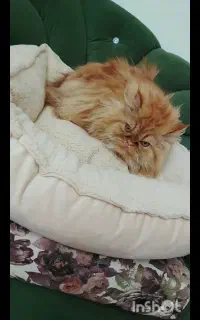پرشین ماده
