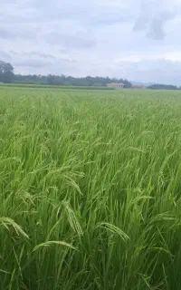 فروش برنج اعلا هاشمی امساله به شرط پخت و بوی معطر
