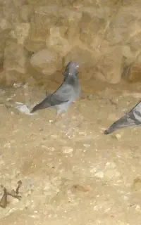 کفتر  طوق با سبز