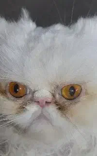 گربه پرشین سوپر فلت سفید