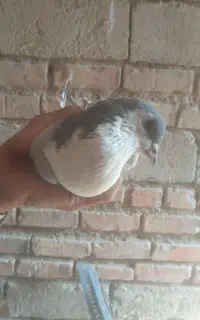 کفتر